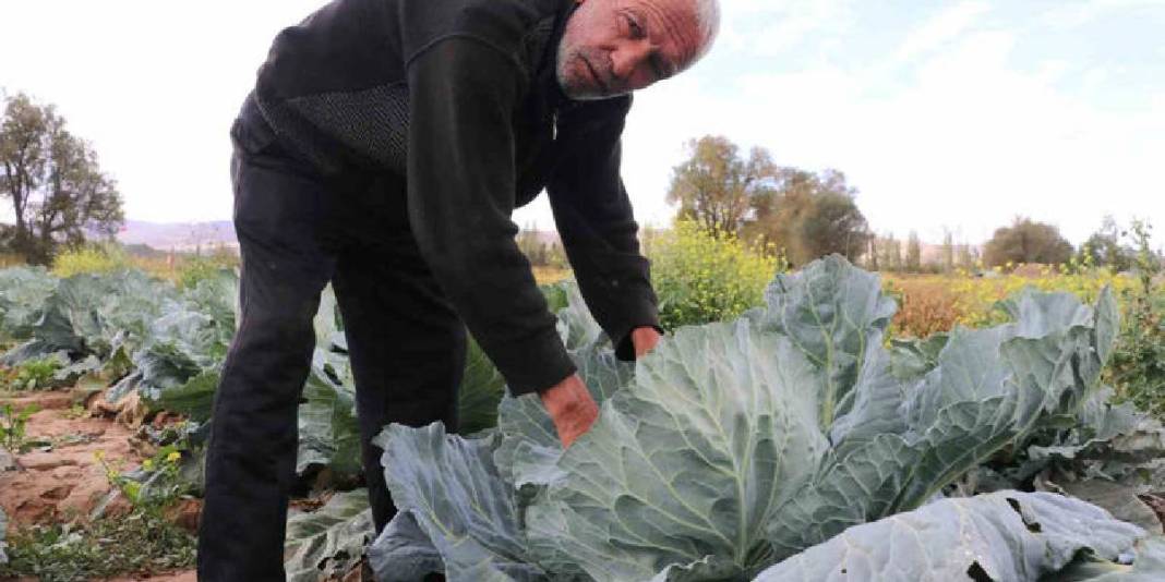 İklim değişikliğinden tarıma büyük darbe: Rekor büyüklükte mahsul kurudu, çiftçi perişan oldu! 3